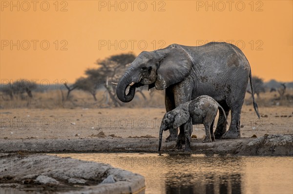 African elephant (Loxodonta africana), mother with young, drinking at a waterhole, at sunset, Nxai Pan National Park, Botswana, Africa