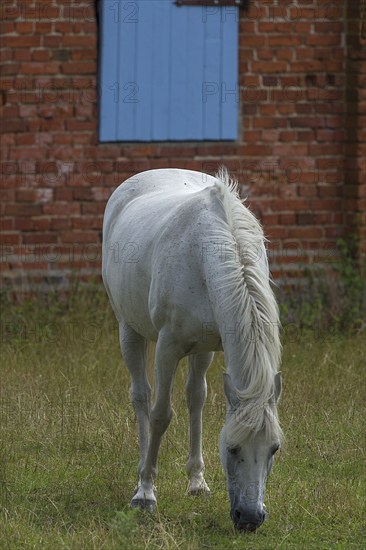 White horse on a farm, Othenstorf, Mecklenburg-Vorpommern, Germany, Europe