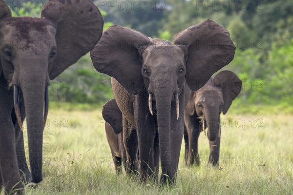 African forest elephants (Loxodonta cyclotis) in a clearing in Loango National Park, Parc National de Loango, Ogooué-Maritime Province, Gabon, Africa
