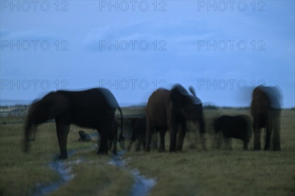 African forest elephants (Loxodonta cyclotis), blue hour, blue hour, Loango National Park, Parc National de Loango, Ogooué-Maritime Province, Gabon, Africa