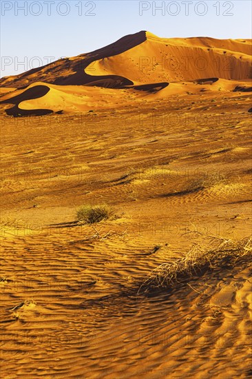 Wind-sculpted curved sand dunes in the evening light, in the Rub al Khali desert, Dhofar province, Arabian Peninsula, Sultanate of Oman