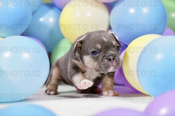 Cute tan French Bulldog dog puppy between colorful balloons