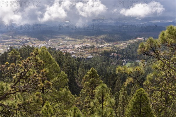 View over pine forest to landscape in the south of Tenerife. Tenerife, Canary Islands, Spain, Europe