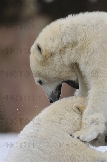 Two polar bears in a playful and tender interaction in the snow, polar bear (Ursus maritimus), captive