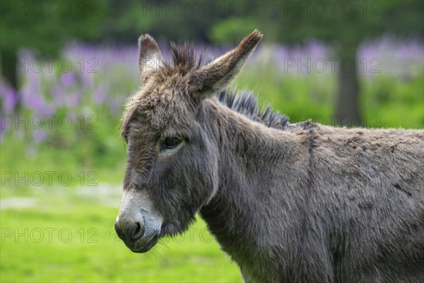 Miniature donkey, close-up portrait in meadow with flowers in spring, Mediterranean donkey breed originally from Sardinia and Sicily