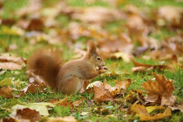 Eurasian squirrel (Sciurus vulgaris), sitting in grass with autumn leaves and holding a nut, Baden-Württemberg, Germany, Europe