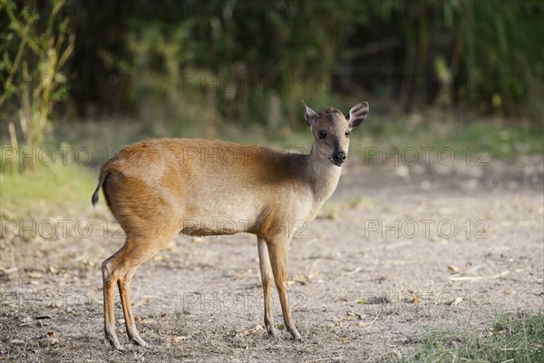 Red forest duiker (Cephalophus natalensis), captive, occurring on the south-east coast of Africa