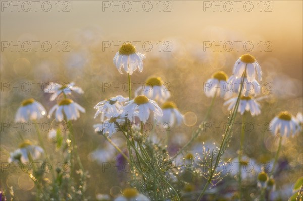 Common camomile (Matricaria recutita), Asteraceae, Otterswang, Pfullendorf, Linzgau, Baden-Württemberg, Germany, Europe