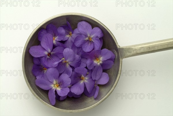 Violet, fragrant violet, medicinal plant, herb, wild plant, medicinal use, Viola odorata, Viola mammola