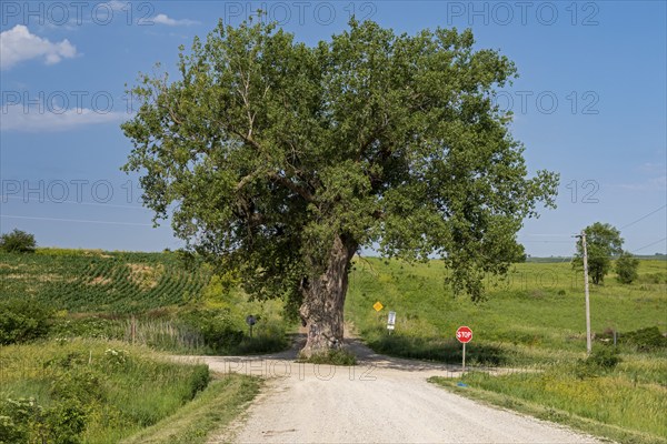 Brayton, Iowa, Tree in the Road. A large cottonwood growing in the middle of an intersection of two rural dirt roads
