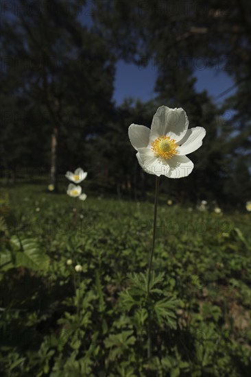 Snowdrop anemone (Anemone sylvestris) with dark surroundings, habitat, Liliental, Kaiserstuhl, Breisgau, Baden-Württemberg, Germany, Europe