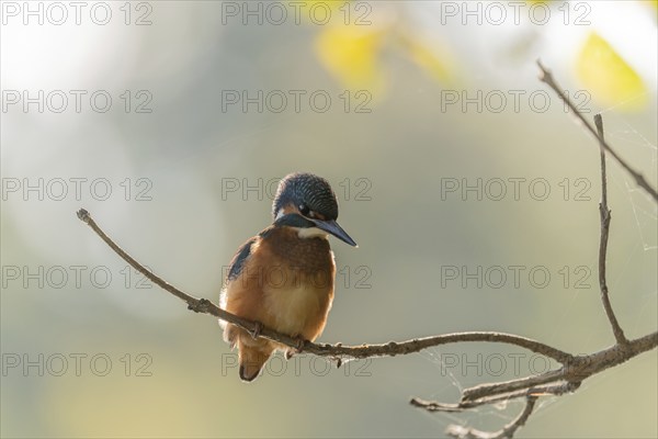 Kingfisher (Alcedo atthis) fishing, perched on a branch. France