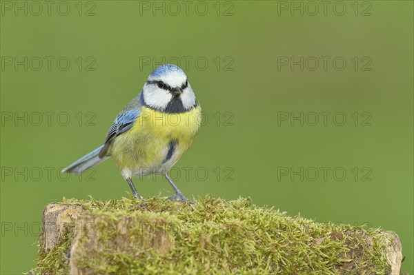 Blue tit (Parus caeruleus), sitting on a moss-covered tree stump, Wilden, North Rhine-Westphalia, Germany, Europe