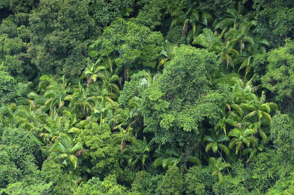 Eucalyptus trees (Eycalyptus), tree, palms, tropics, plant, flora, jungle, nature, Nightcap National Park, Queensland, Australia, Oceania