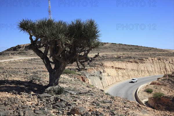 Dragon's blood tree, Southern Dhofar landscape, Jabal al-Qamar, Oman, Asia