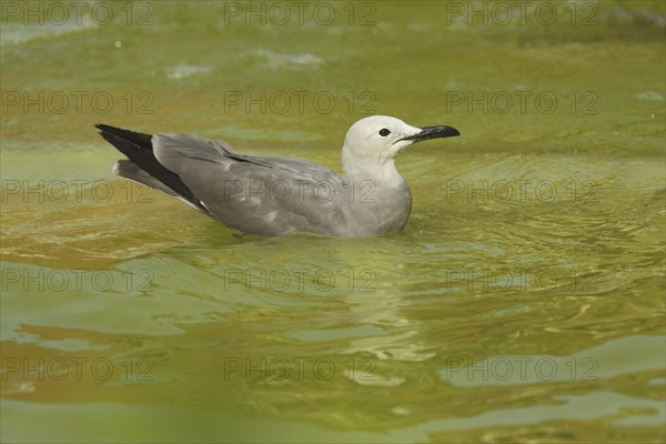 Swimming Grey Gull (Larus modestus), swimming, green, water, captive