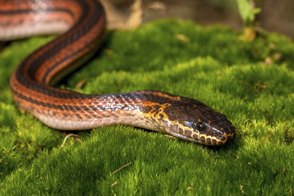Madagascar Three-striped Ground Snake (Pseudoxyrhopus tritaeniatus), Marojejy National Park, Madagascar, Africa