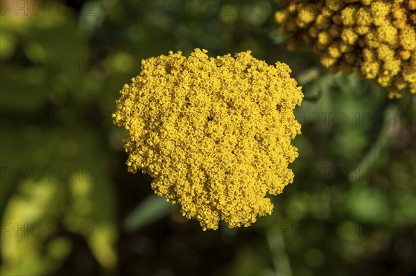 Yarrow (Achillea), Lower Saxony, Germany, Europe