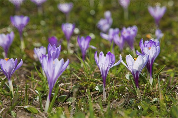 Crocus meadows in Drebach