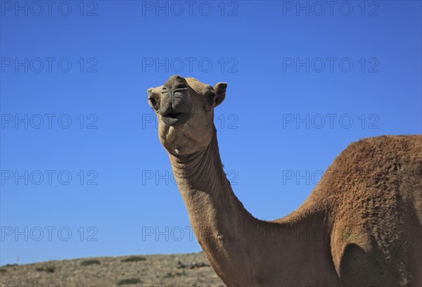 Camels, Oman, Asia