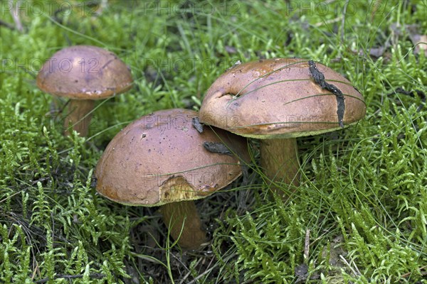 Bay bolete (Xerocomus badius) in autumn forest, Germany, Europe