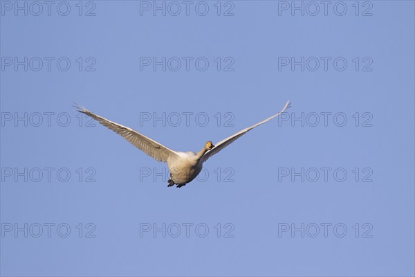 Whooper swan (Cygnus cygnus) in flight against blue sky