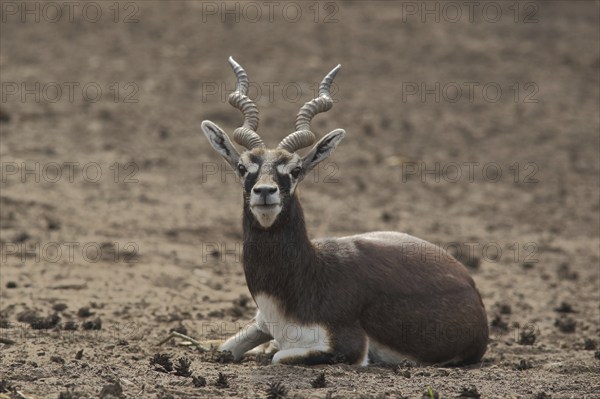 Antelope cervicapra (deer goat), prone, captive