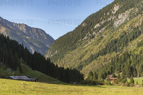 Agriculture, Alpine pasture in the Zillergrund valley, Zillertal Alps, Alpine pasture, mountain slope, coniferous forest, blue sky, Tyrol, Austria, Europe