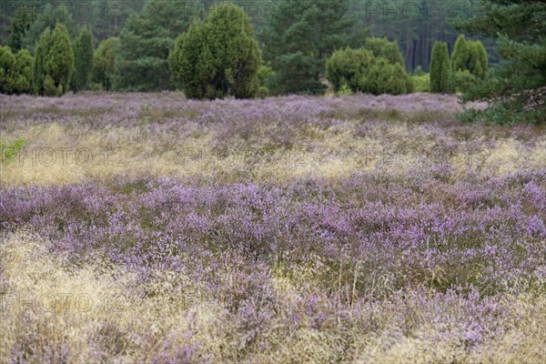 Heath landscape, typical vegetation, flowering common heather (Calluna Vulgaris) between true grass (Poaceae), Südheide nature park Park, Lüneburg Heath, Lower Saxony, Germany, Europe