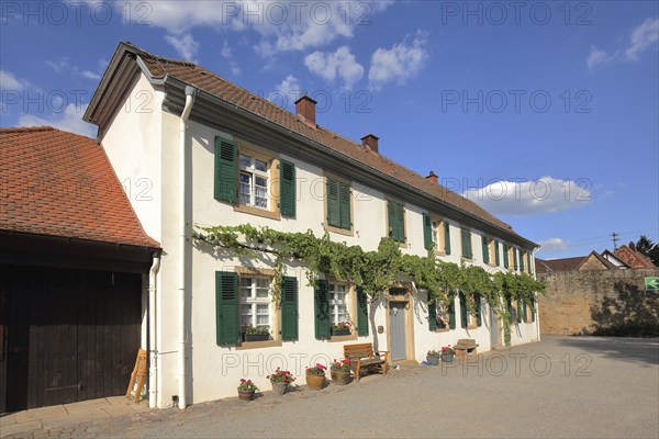 Building with shutters and vines in the courtyard of the Herrenhof in Mußbach, Neustadt an der Weinstraße, Rhineland-Palatinate, Germany, Europe
