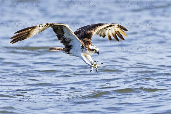 Western osprey (Pandion haliaetus) catches fish, Lake Malchin, Mecklenburg-Western Pomerania, Germany, Europe