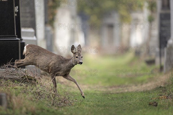 European roe deer (Capreolus capreolus), female, in cemetery, between gravestones, Vienna Central Cemetery, Vienna, Austria, Europe