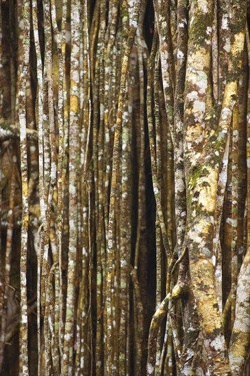 Structure, pattern, deposits, patina, art, nature, nature art on tropical tree, rainforest, climate, Australia, Oceania