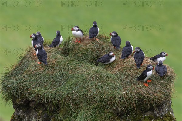 Puffin (Fratercula arctica) sitting on a grassy rock, Heimaey Island, Westman Islands, Vestmannaeyjar, Suðurland or South Iceland, Iceland, Europe