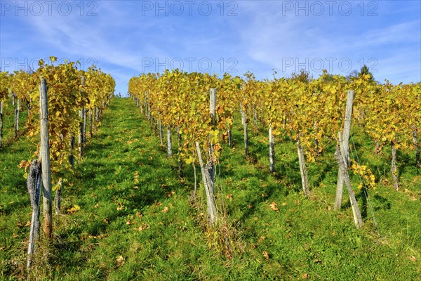 Autumn vineyard landscape on the Swabian Alb in the vineyards of Metzingen, Baden-Württemberg, Germany, Europe