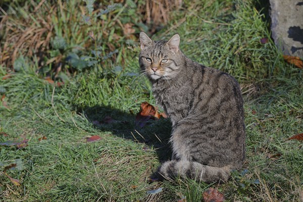 European wildcat (Felis silvestris), warming itself in the morning sun in a forest clearing, Rothaargebirge, North Rhine-Westphalia, Germany, Europe