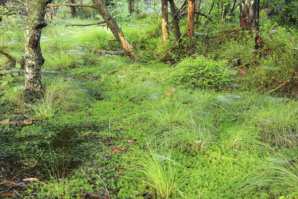 Peat mosses (Sphagnum), pale mosses (Sphagnum), pine, pine family (Pinaceae), forest, Eulenbruck, Pfrunger-Burgweiler Ried. Baden-Württemberg, Germany, Europe