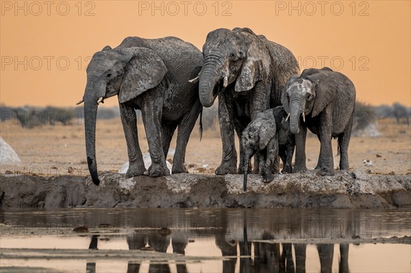 African elephant (Loxodonta africana), group with young, drinking at waterhole, reflection, at sunset, Nxai Pan National Park, Botswana, Africa