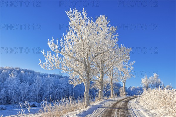 Tree lined country road with hoar frost on a cold sunny winter day with blue sky in the countryside, Sweden, Europe