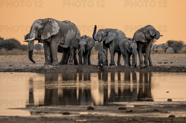 African elephant (Loxodonta africana), group with young, drinking at waterhole, reflection, at sunset, Nxai Pan National Park, Botswana, Africa