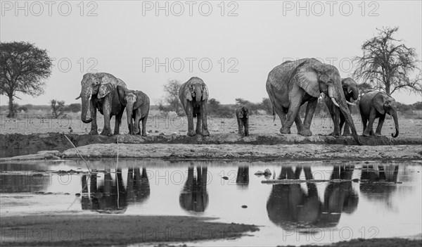 African elephant (Loxodonta africana), group drinking at waterhole, reflection, black and white photograph, Nxai Pan National Park, Botswana, Africa