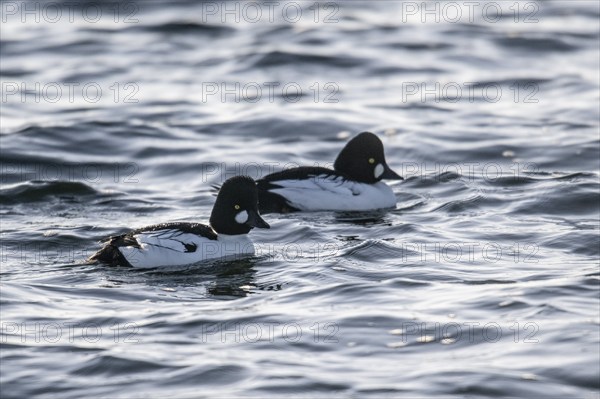Goldeneyes (Bucephala clangula), Emsland, Lower Saxony, Germany, Europe