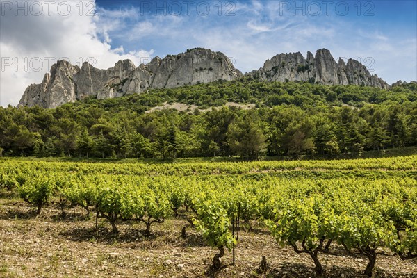 Dentelles de Montmirail, Vaucluse Department, Provence, Provence-Alpes-Côte dAzur, France, Europe