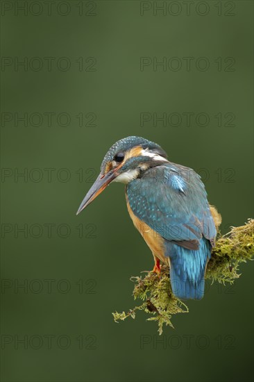 Common kingfisher (Alcedo atthis) adult female bird on a moss covered tree branch, Norfolk, England, United Kingdom, Europe