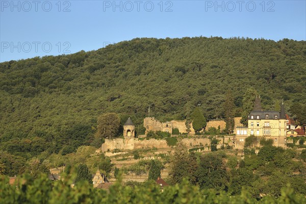Winzingen Castle and Haardt Castle, Neustadt an der Weinstraße, Palatinate Forest, Rhineland-Palatinate, Germany, Europe