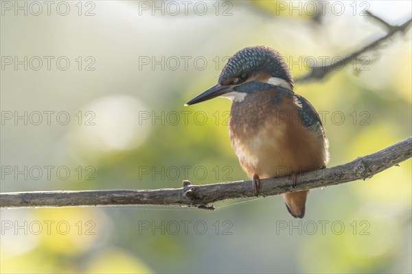 Kingfisher (Alcedo atthis) fishing, perched on a branch. France