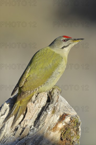 Grey-headed woodpecker (Picus canus), male sitting attentively on a tree root at sunrise, North Rhine-Westphalia, Germany, Europe
