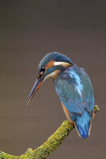 Common kingfisher (Alcedo atthis) adult female bird on a tree branch, Norfolk, England, United Kingdom, Europe