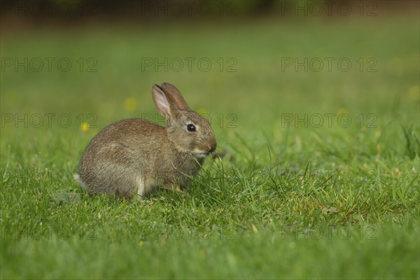 Rabbit (Oryctolagus cuniculus) juvenile baby animal on a garden lawn, Norfolk, England, United Kingdom, Europe