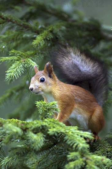 Squirrel, (Sciurus vulgaris), young animal, Finland, young animal, animal children, Finland, Europe